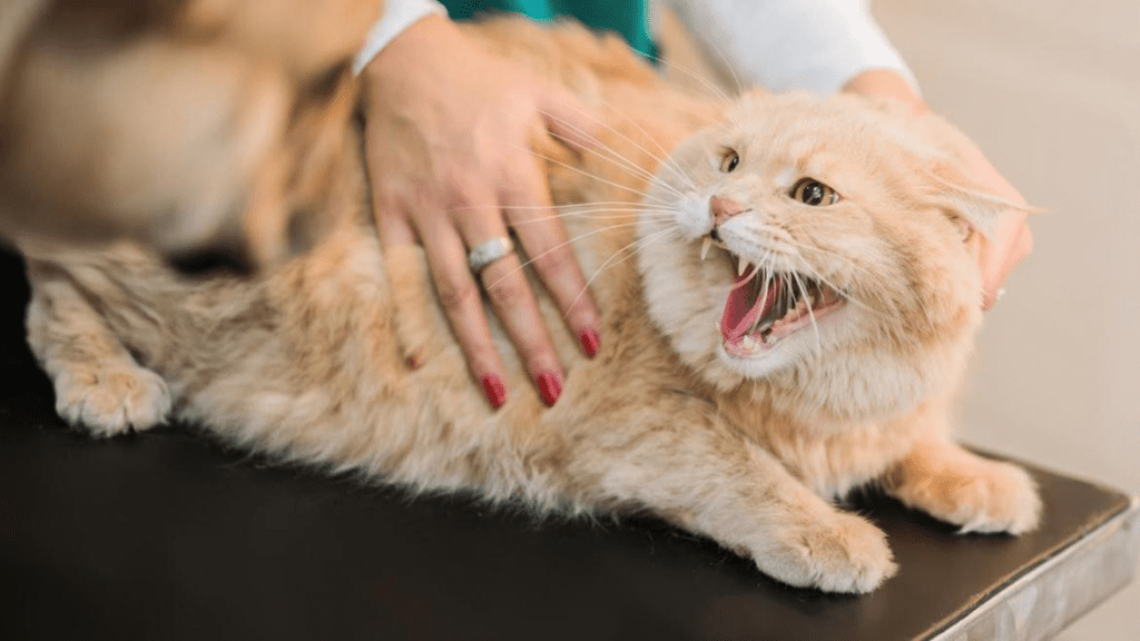 La rabia en los gatos