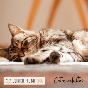 Clinica-Felina-Vigo