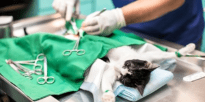 cirugias-felinas-clinica-vigo